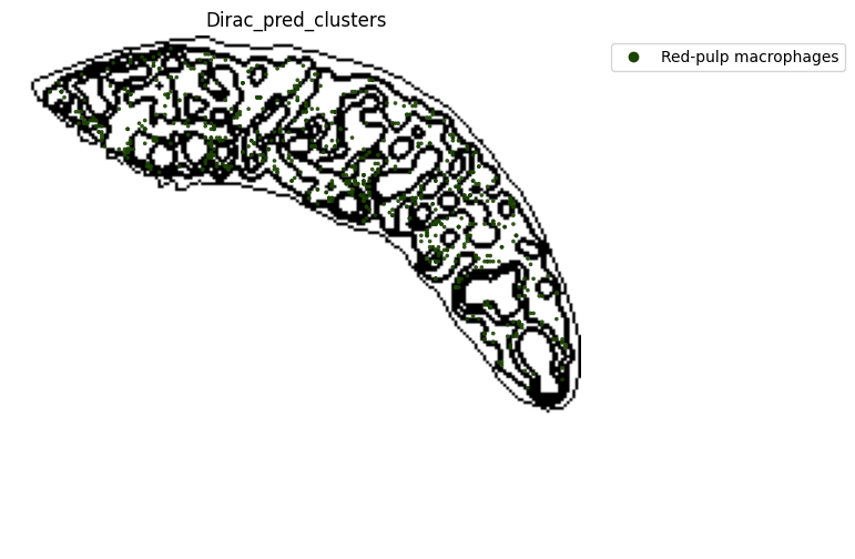 ../_images/notebooks_run_DIRAC_mouse_spleen_cellbin_41_19.png