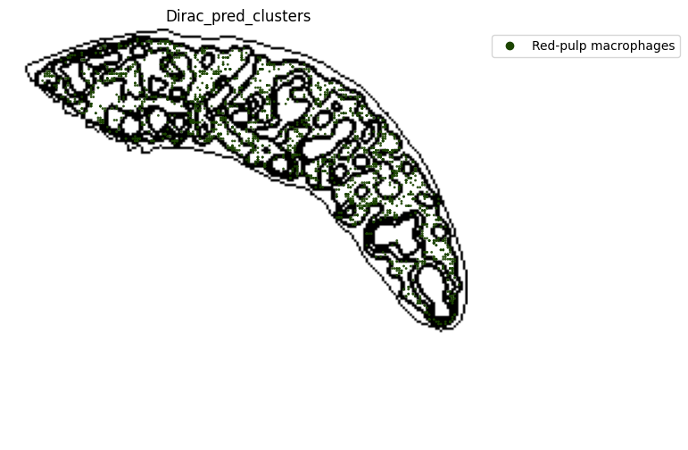 ../_images/notebooks_run_DIRAC_mouse_spleen_cellbin_50_5.png